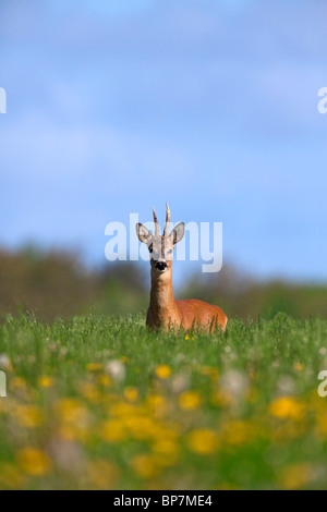 Roe Deer buck (Capreolus capreolus) in meadow in spring, Germany Stock Photo