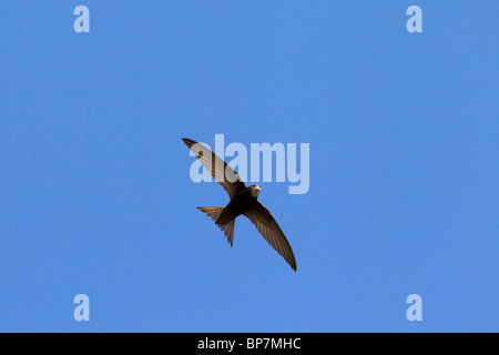 Common swift (Apus apus) in flight against blue sky Stock Photo