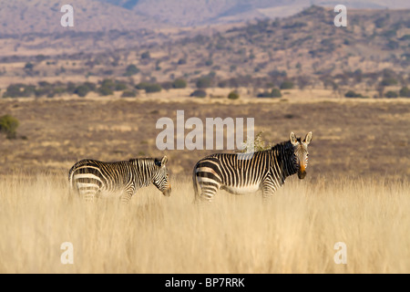 A pair of Mountain Zebra on the African grass plains. Photographed in the Karoo, in South Africa Stock Photo