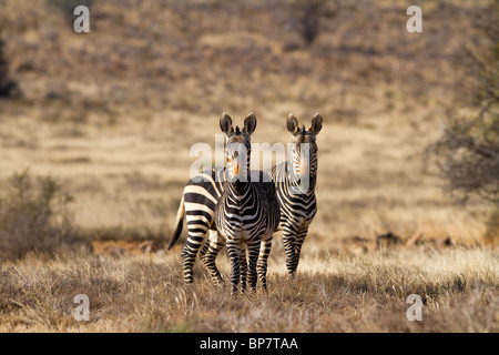 A pair of Mountain Zebra on the African grass plains, looking directly at the camera. Photographed in the Karoo, in South Africa Stock Photo