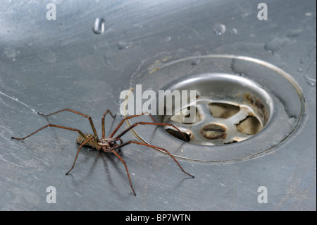European common house spider (Tegenaria atrica) in kitchen sink next to plug-hole, Belgium Stock Photo