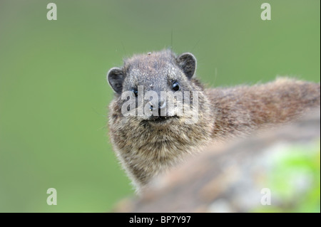 Rock Hyrax, Procavia capensis, Lake Elementaita, Rift Valley, Kenya Stock Photo