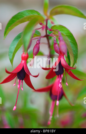 FUCHSIA DYING EMBERS Stock Photo