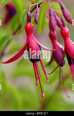 FUCHSIA DYING EMBERS Stock Photo