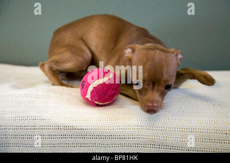 Portrait of a Mexican hairless chihuahua dog playing with a tennis ball. the dog is up for adoption from a Humane society. Stock Photo