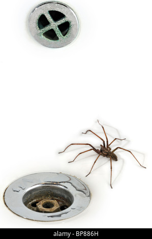 European common house spider (Eratigena atrica / Tegenaria atrica) in washbasin / sink next to plug-hole in bathroom