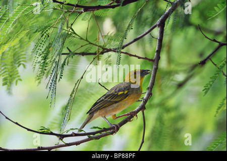 Female Black-headed or Village Weaver, Ploceus cucullatus, Lake Baringo region, Rift Valley, Kenya Stock Photo