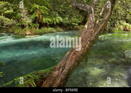 Tarawera River, Lake Tarawera Scenic Reserve, near Kawerau, Eastern Bay of Plenty, North Island, New Zealand Stock Photo