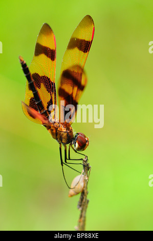 Halloween Pennant resting on a twig. Stock Photo