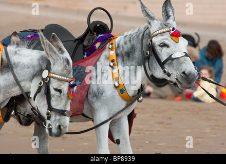 Donkeys on Blackpool beach, England Stock Photo