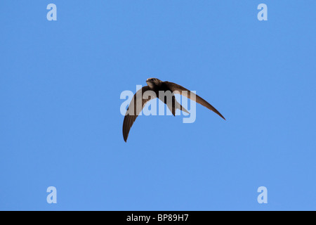 Common swift (Apus apus) in flight against blue sky Stock Photo