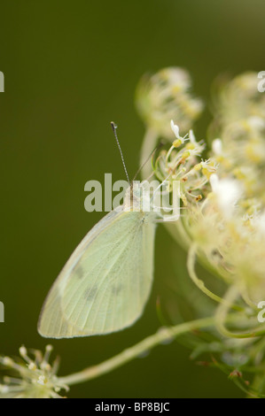 This Cabbage White butterfly is waiting for the early morning dew to evaporate off of its' wings before taking to flight. Stock Photo