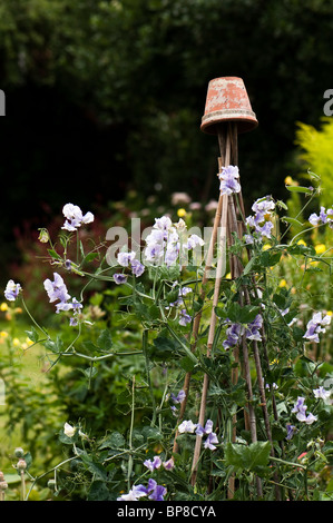 Sweet Peas, Lathyrus odoratus, growing at Hill Close Gardens in Warwickshire Stock Photo