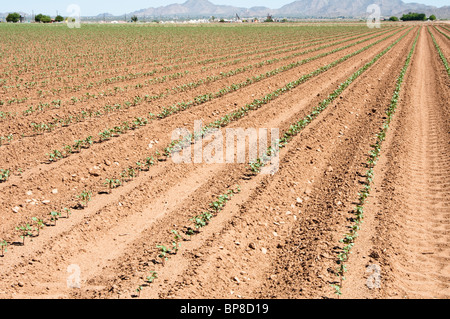 Young cotton plants grow in rows in a field. Stock Photo
