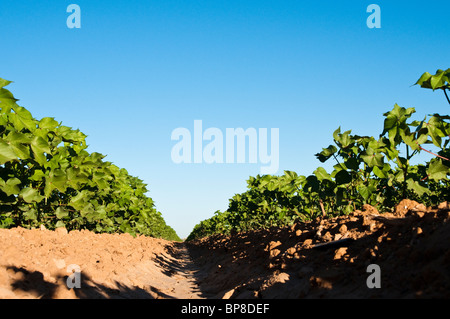 Cotton plants are maturing in rows in a field. Stock Photo
