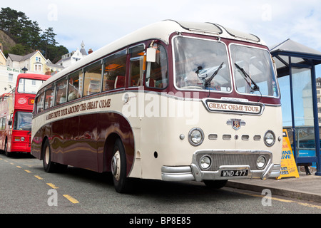 Great Orme Tour, 1950s Leyland bus, Llandudno, North Wales Stock Photo