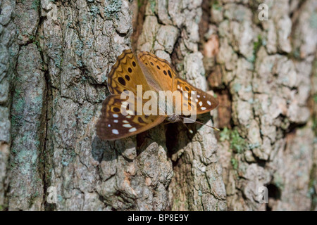 Hackberry Emperor butterfly - USA Stock Photo