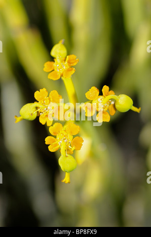 Euphorbia mauretanica, Gifmelkbos, Namaqualand, South Africa Stock Photo