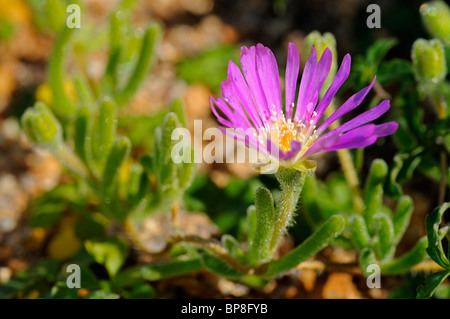 Flowering Rosae Ice Plant, Drosanthemum hispidum, Namaqualand, South Africa Stock Photo