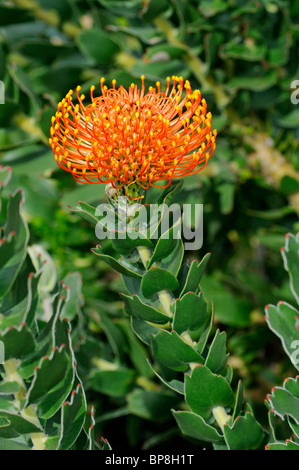 Leucospermum cordifolium, Cape Floral Kingdom, Proteacea, South Africa Stock Photo