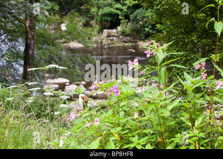 Himalayan Balsam (Impatiens glandulifera) a highly invasive foreign plant that spreads rapidly along waterways Stock Photo