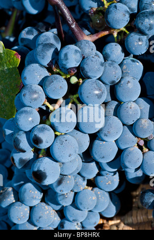 Concord grapes in vineyard Lebanon Middle East Stock Photo