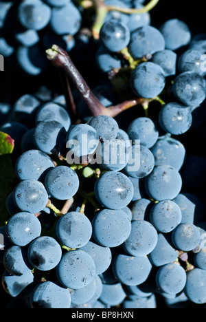 Concord grapes in vineyard Lebanon Middle East Stock Photo