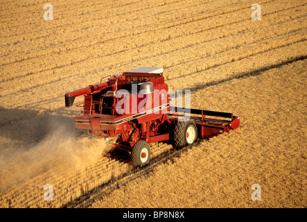 Combine 'IH1470' harvesting wheat, shows trademark. Stock Photo