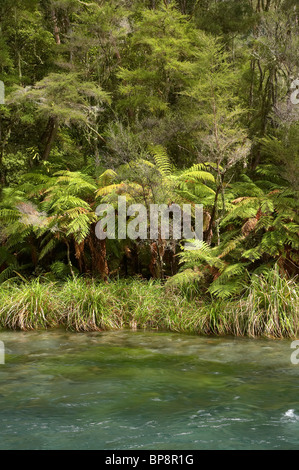 Tarawera River, Lake Tarawera Scenic Reserve, near Kawerau, Eastern Bay of Plenty, North Island, New Zealand Stock Photo