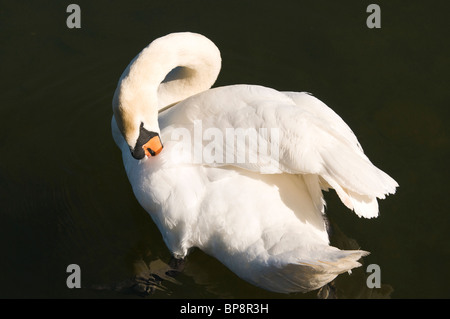 Mute Swan Cygnus olor preening its feathers Stock Photo