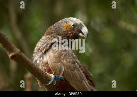 Kaka, (Nestor meridionalis), Karori Wildlife Sanctuary, Wellington, North Island, New Zealand Stock Photo