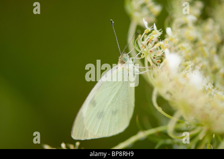 This Cabbage White butterfly is waiting for the early morning dew to evaporate off of its' wings before taking to flight. Stock Photo