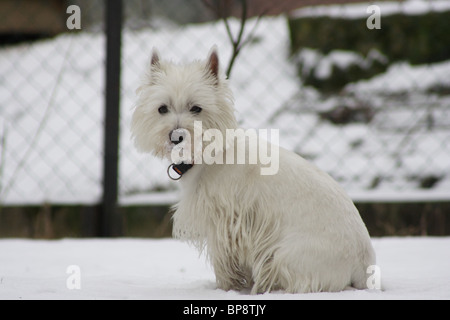 Westhighland white terrier Stock Photo