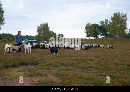 outdoor photo, Evening, Late summer, Westruper Heide, Heath, Moorland sheep, Goat, Hohe Mark, Muensterland, North Rhine-Westphal Stock Photo