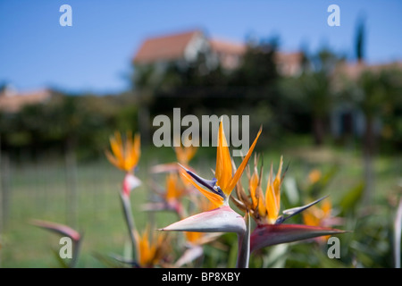 Bird of Paradise Flowers, Strelitzia reginae at Quinta do Furao Hotel, Santana, Madeira, Portugal Stock Photo