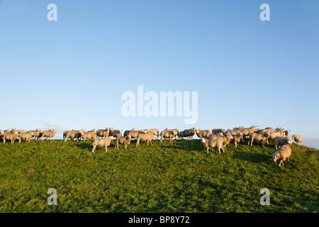 Sheep Grazing in a Field Under Blue Sky. Netherlands, Europe Stock Photo