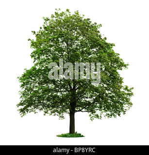 Single maple tree with green leaves isolated on white background Stock Photo