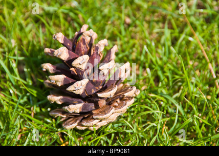 Fir tree cone on grass Stock Photo