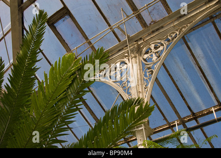 Large tropical plant in an ornate hothouse Stock Photo