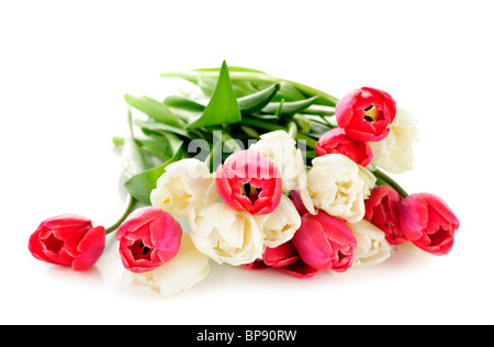 Bouquet of red and white tulips isolated on white background Stock Photo