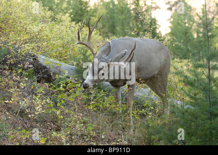 Mule Deer (Odocoileus hemionus), stag browsing. Stock Photo