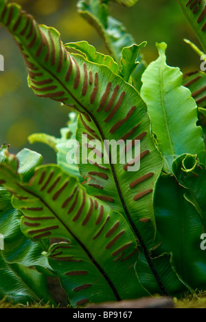 ASPLENIUM SCOLOPENDRIUM HART'S TONGUE FERN Stock Photo