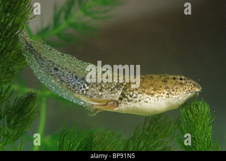 Green Frog tadpole (Rana clamitans) with tail and leg development, E USA Stock Photo