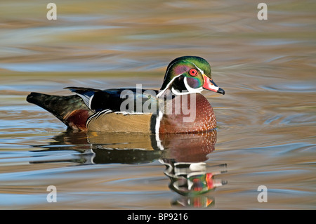 Wood Duck (Aix sponsa), drake on water. Stock Photo