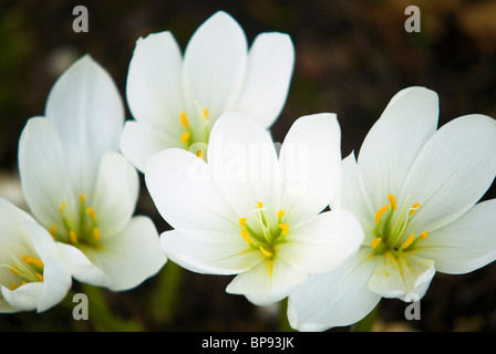 COLCHICUM SPECIOSUM ALBUM AUTUMN CROCUS Stock Photo