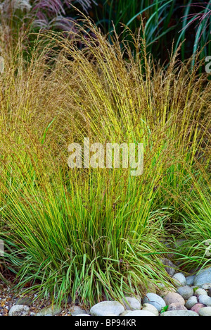 MOLINIA CAERULEA SUBS CAERULEA VARIEGATA VARIEGATED MOOR GRASS Stock Photo