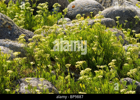 Samphire or Sea fennel (Crithmum maritimum) Stock Photo