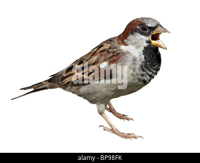 Male in front of white background, isolated. House Sparrow (Passer domesticus) Stock Photo