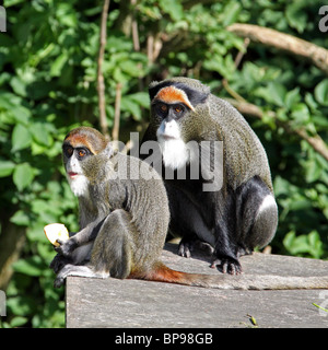 de brazza's monkey cercopithecus neglectus Stock Photo