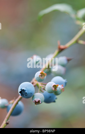 Vaccinium corymbosum. Blueberry 'Jersey' fruit on a bush Stock Photo